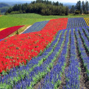 furano