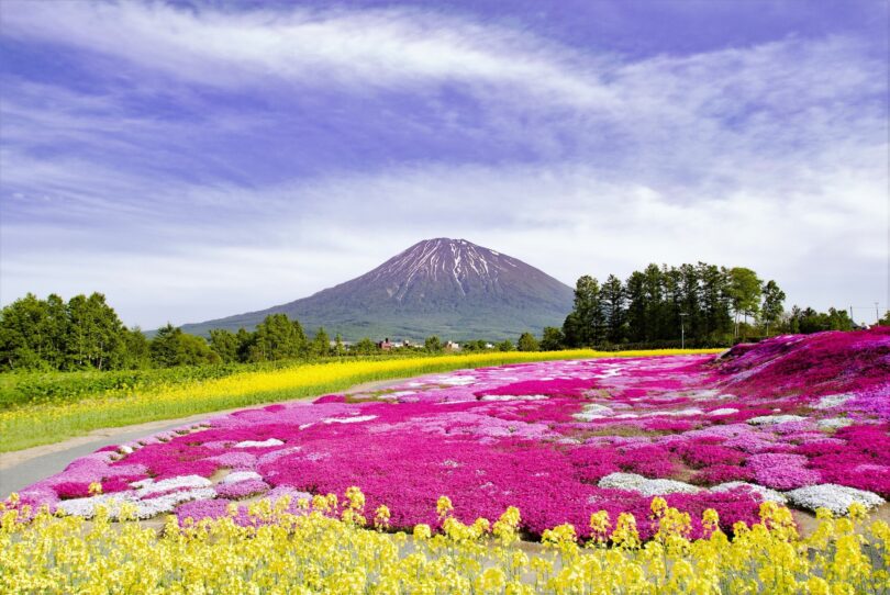 About Niseko Summer 1