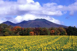Furano Autum03