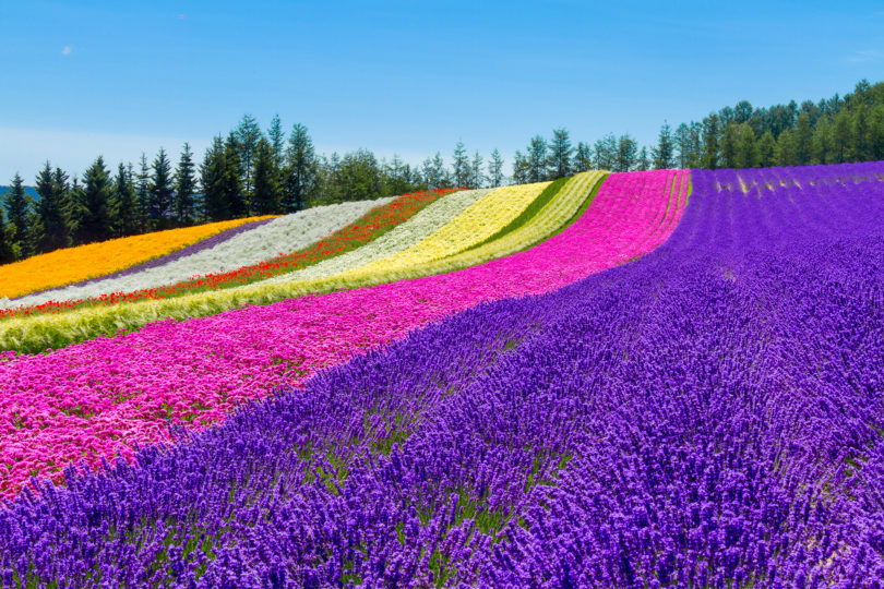 Flower Garden At Furano Edit